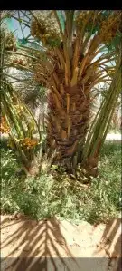 يوجد لدينا جميع انواع النخيل لتواصل 4