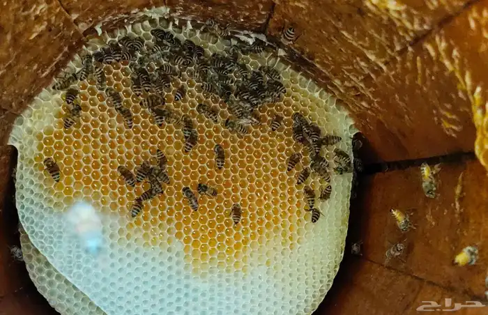 عسل جنوبي سدر وسمره 6