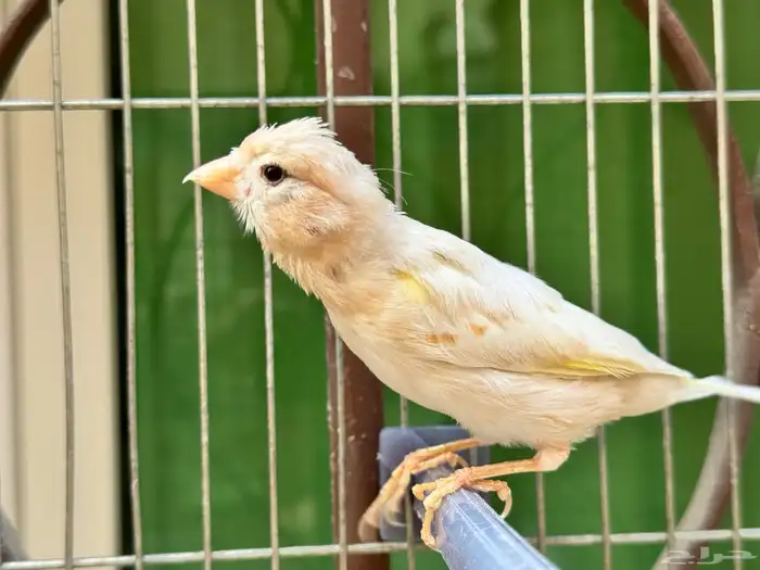 ذكر كناري كريمي جاهز . تم البيع 1