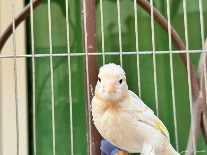 ذكر كناري كريمي جاهز . تم البيع 3