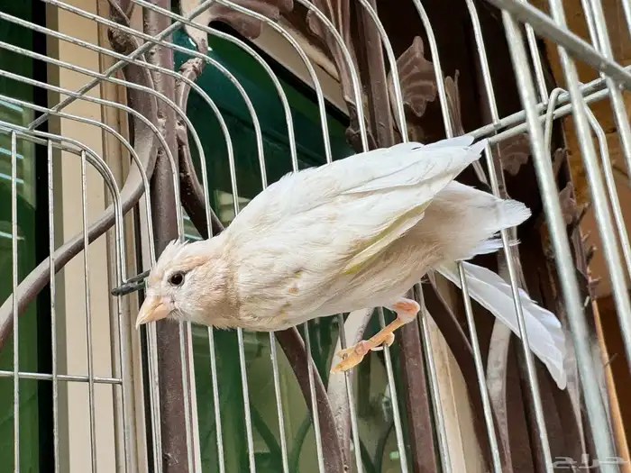 ذكر كناري كريمي جاهز . تم البيع 2