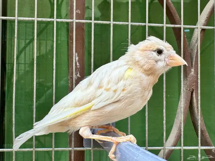 ذكر كناري كريمي جاهز . تم البيع 0