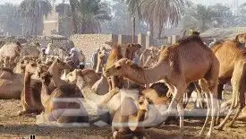 راعي ابل سوداني موجود في السودان 1