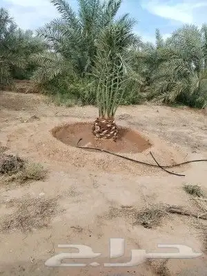تنسيق حدائق 4