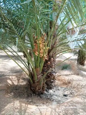 يوجد لدينا جميع انواع النخيل الزينه والعربي 1