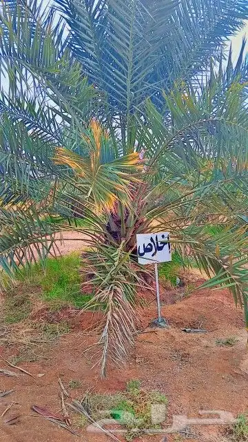 نخل للبيع من (1)متر الا (9)امتار 9