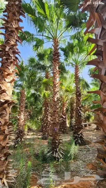 توريد وتوركيب شبوك   شبوك سياج   شبوك طرق   شبوك مزارع 6