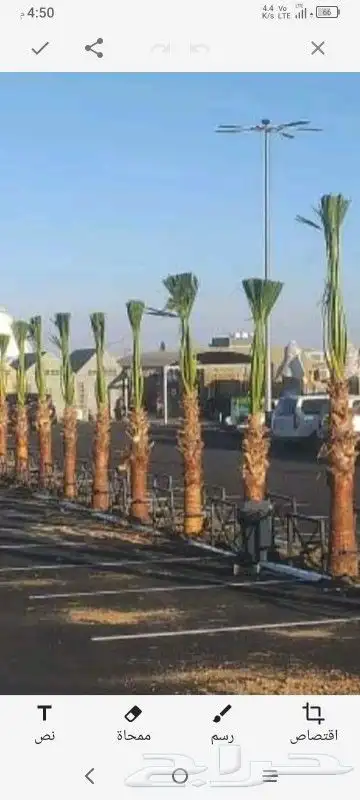 يوجد لدينا جميع انواع النخيل الزينه والعربي 2
