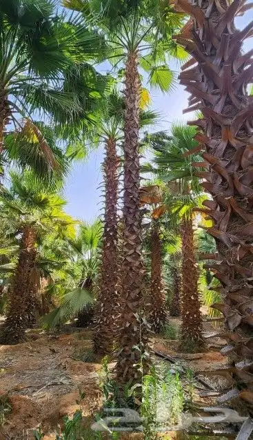 توريد وتوركيب شبوك   شبوك سياج   شبوك طرق   شبوك مزارع 2