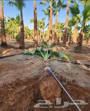 توريد وتوركيب شبوك   شبوك سياج   شبوك طرق   شبوك مزارع 3