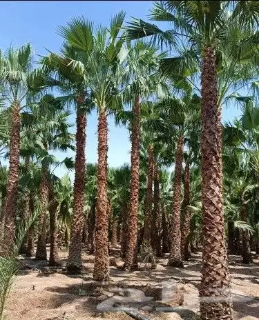 توريد وتوركيب شبوك   شبوك سياج   شبوك طرق   شبوك مزارع 4