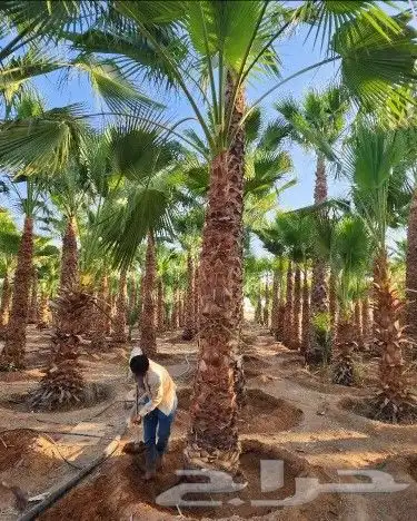 توريد وتوركيب شبوك   شبوك سياج   شبوك طرق   شبوك مزارع 5