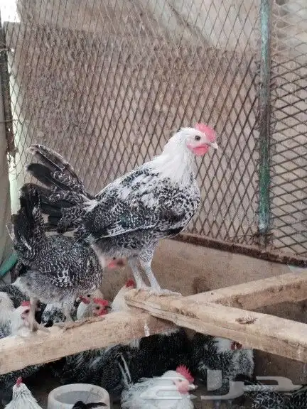 دجاج وديكه فيومي 4