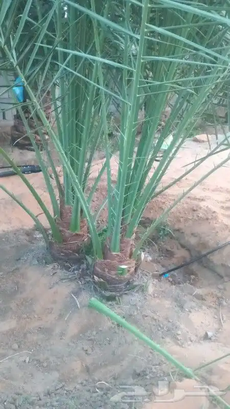 نخل فسايل للبيع صقعي ونبوت سلطان وهلالي وهشيشي 0