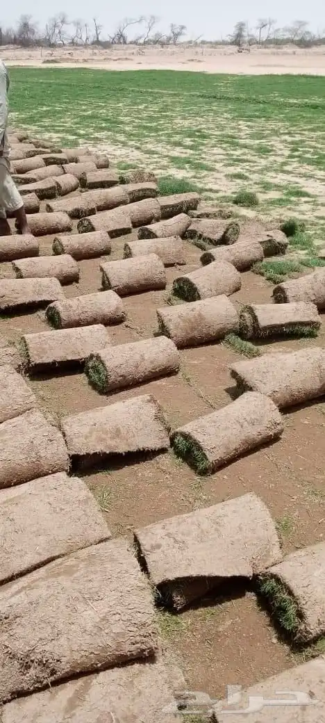 نجيل طبيعي C2000 0