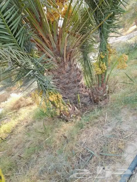 يوجد لدينا جميع انواع النخيل لتواصل 3