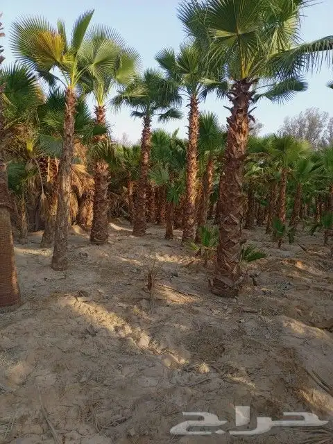 واشنطن زينه توريد وتركيب 4