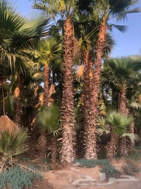 توريد وتوركيب شبوك   شبوك سياج   شبوك طرق   شبوك مزارع 9