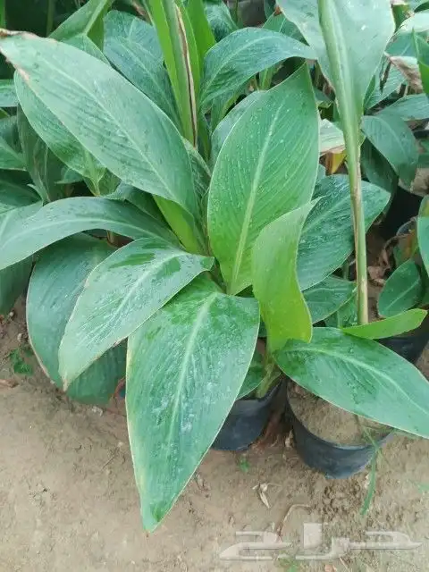 شتلات منوع 0