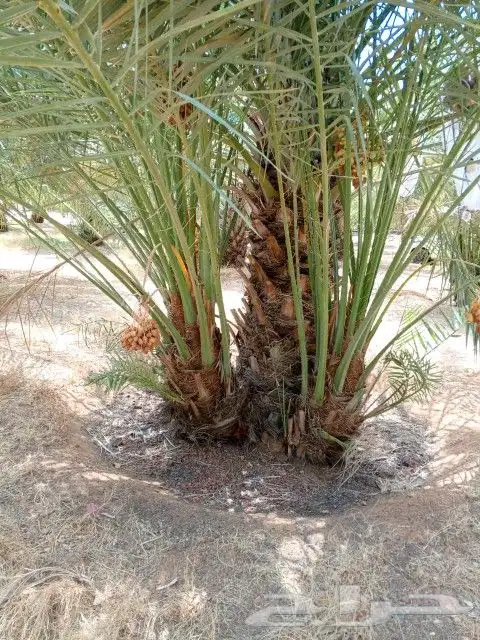 يوجد لدينا جميع انواع النخيل الزينه والعربي 3