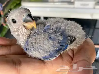 فروخ ببغاء روز اليفه 2