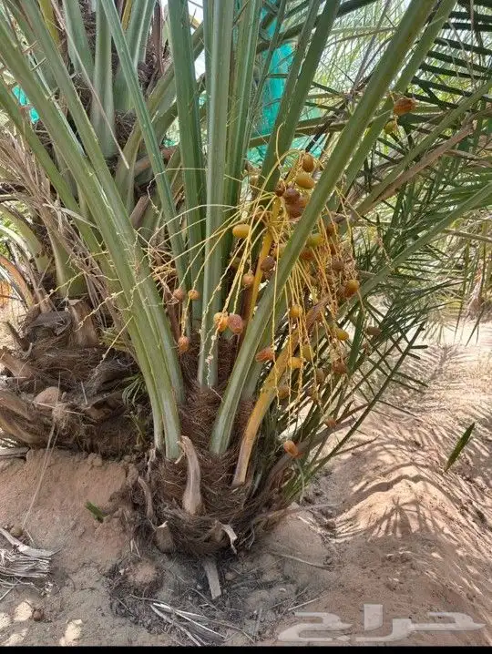 يوجد لدينا جميع انواع النخيل لتواصل 6