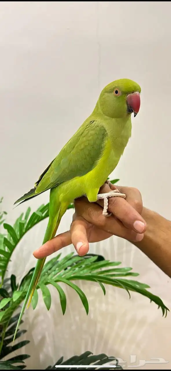 ببغاء دره قمه فالولافه تم البيع 8
