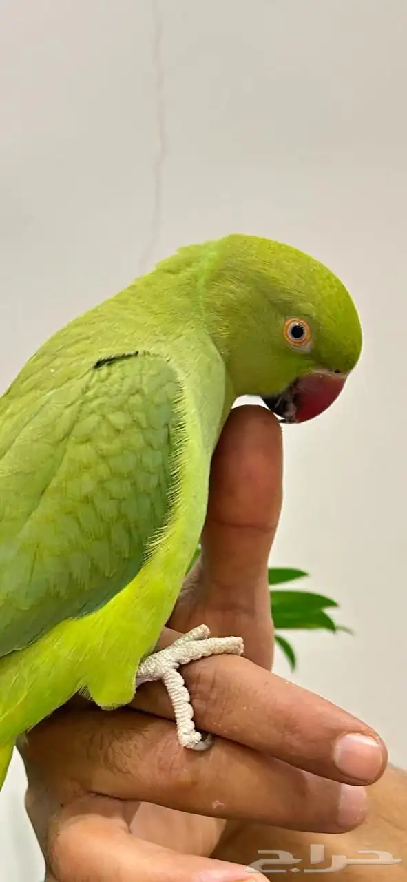 ببغاء دره قمه فالولافه تم البيع 0