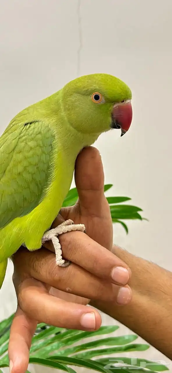 ببغاء دره قمه فالولافه تم البيع 11