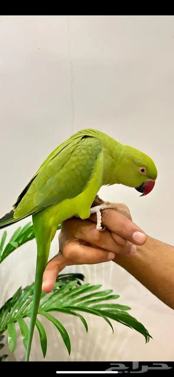 ببغاء دره قمه فالولافه تم البيع 7
