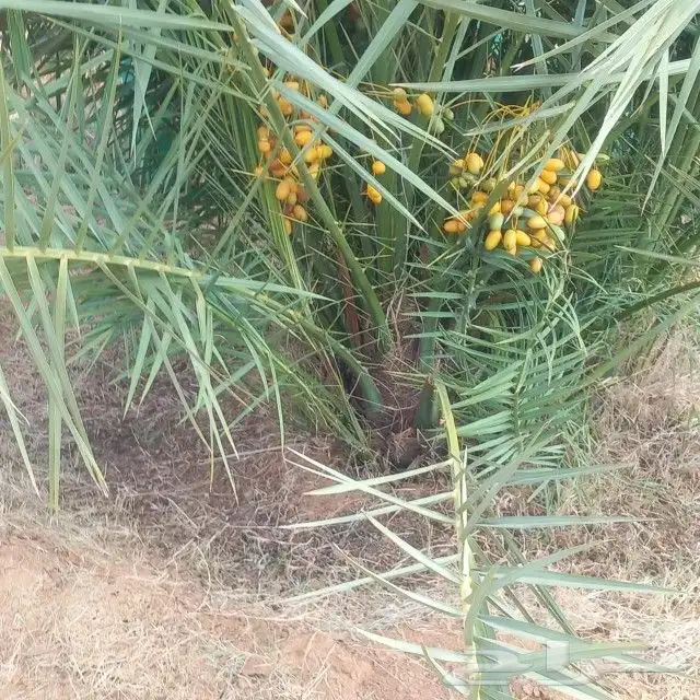 يوجد لدينا جميع انواع النخيل لتواصل 5