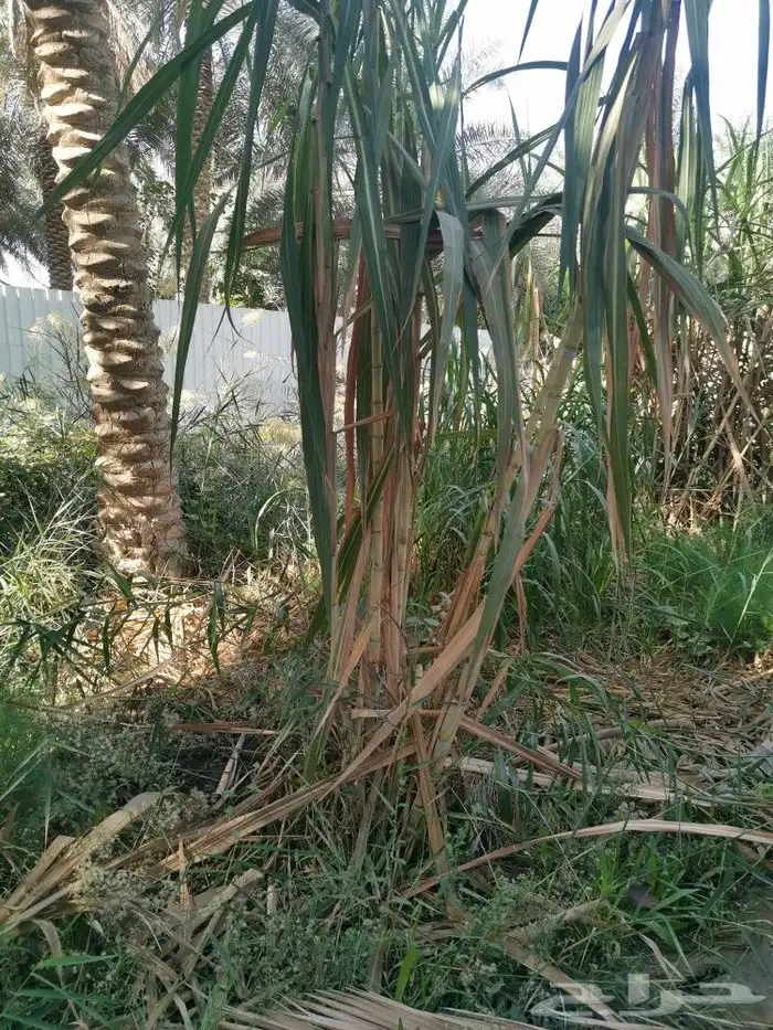 للبيع قصب سكر 1