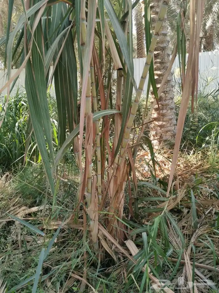 للبيع قصب سكر 0