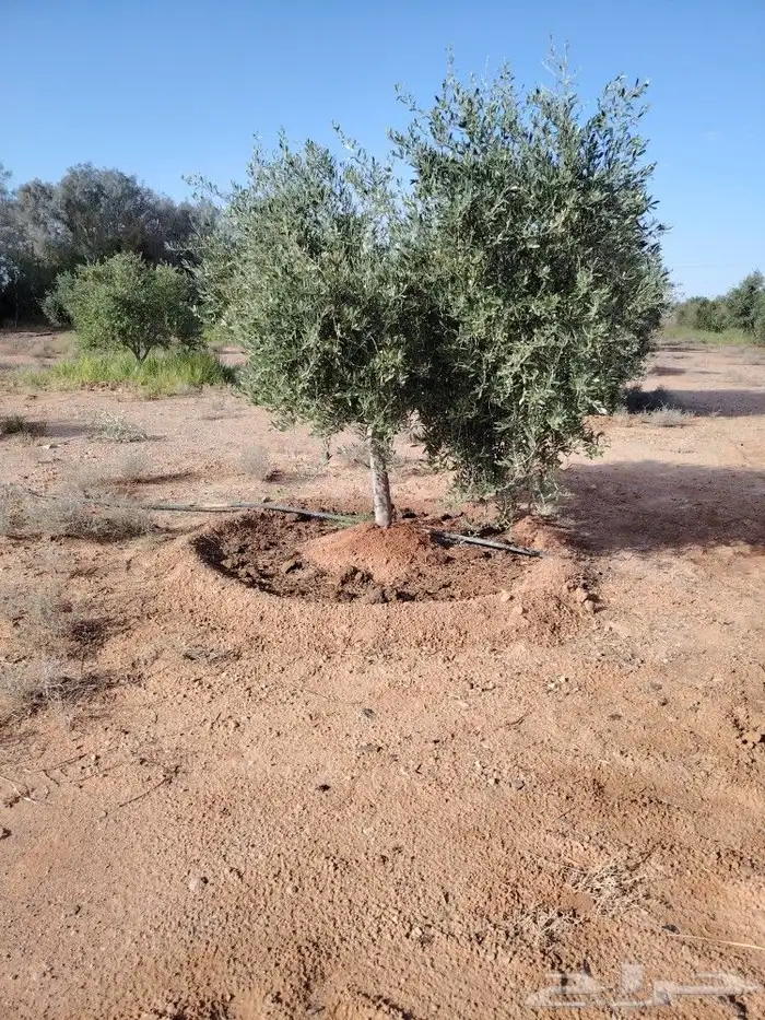 اشجار زيتون مثمر 5