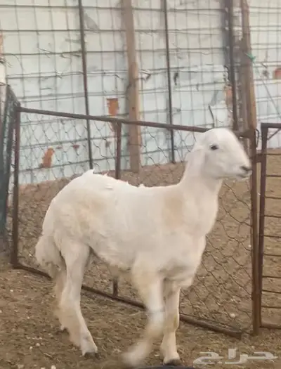 فحل حري منوة القناي قريب الذيبيه 0