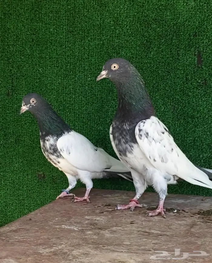 جوز تيدي صافي بيور تم البيع 1