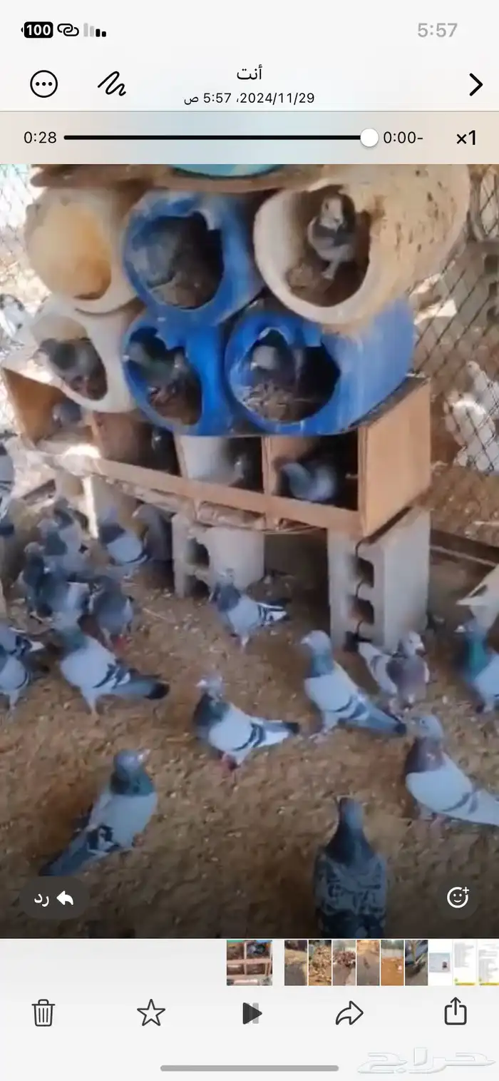 حمام زاجل 4