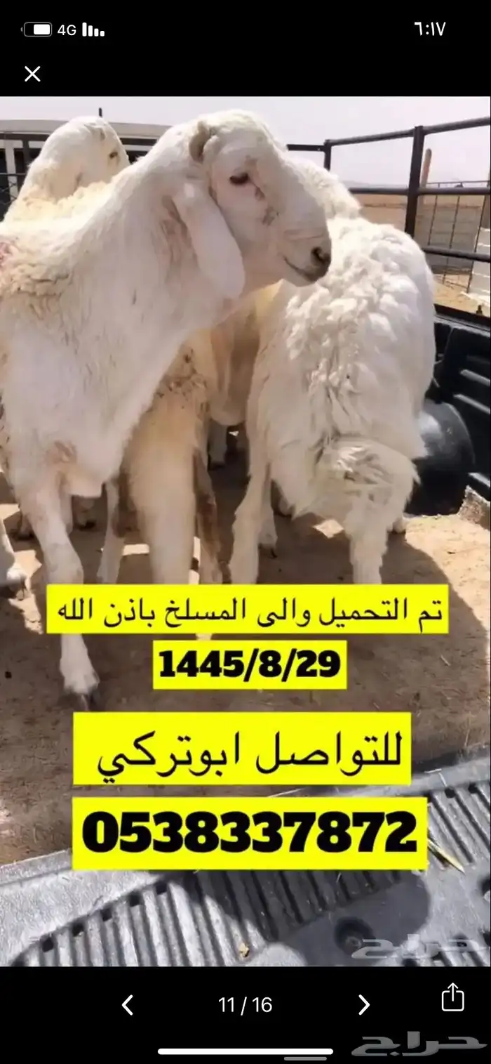 المزاحميه توصيل حلال وغيره 7