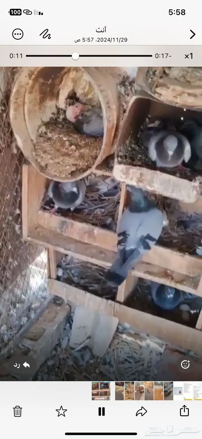 حمام زاجل 1
