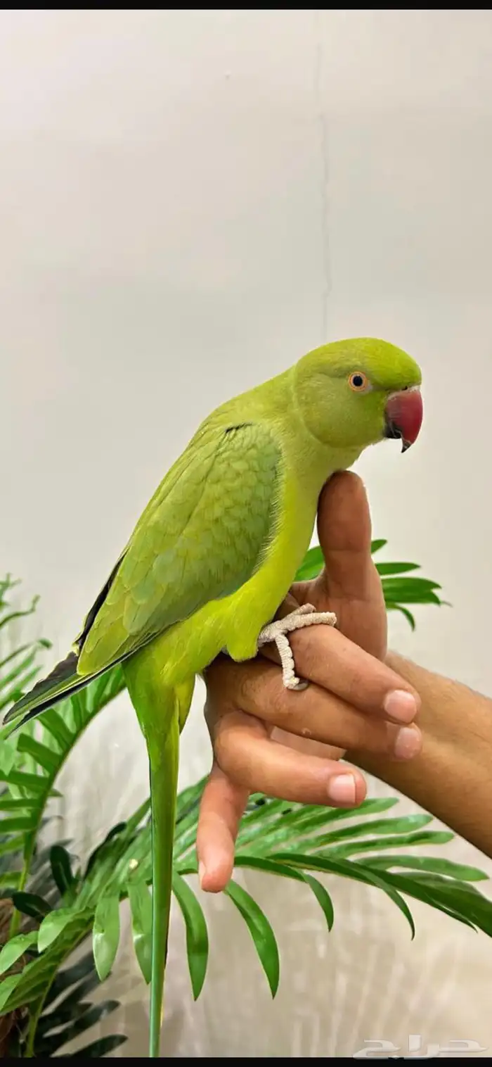 ببغاء دره قمه فالولافه تم البيع 1