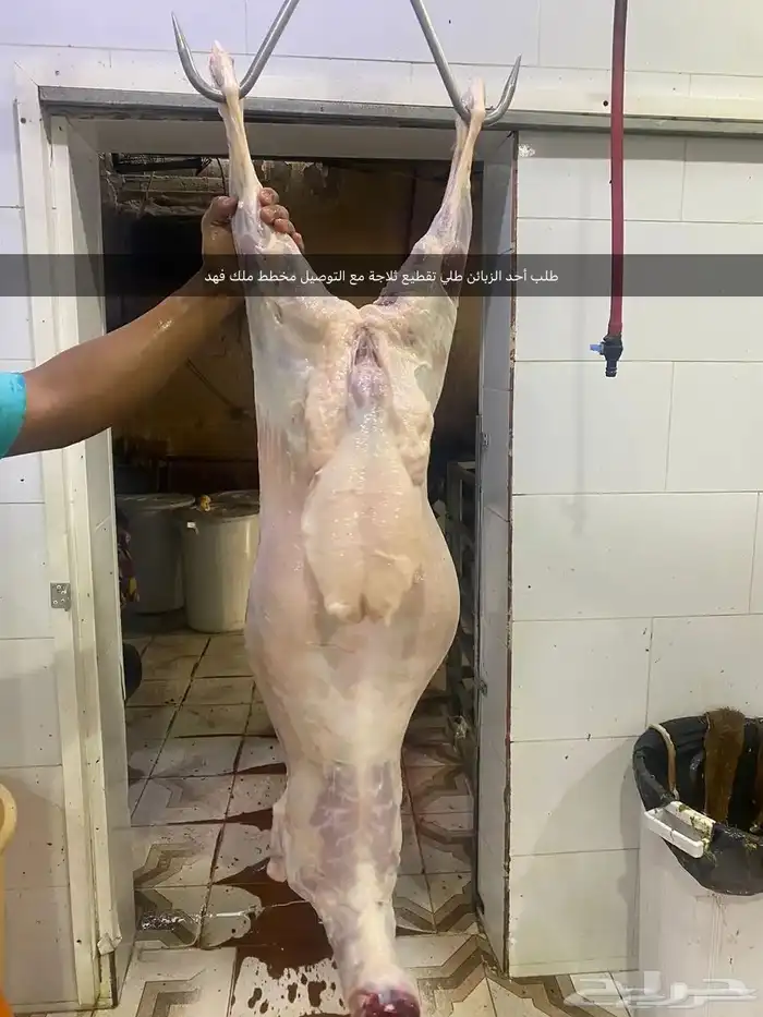ذبايح لبيع مع السلخ والتوصيل حري ذبائح مناسبات عقيقه ثلاجه 1