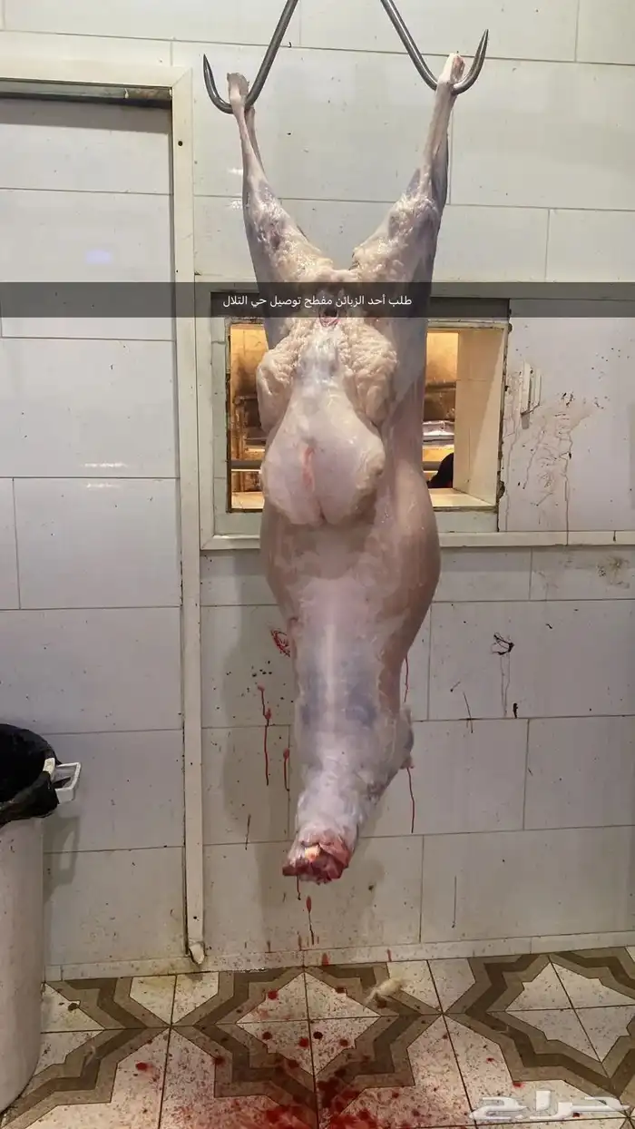 ذبايح لبيع مع السلخ والتوصيل حري ذبائح مناسبات عقيقه ثلاجه 0