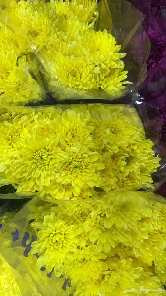 ورد  جمله 11
