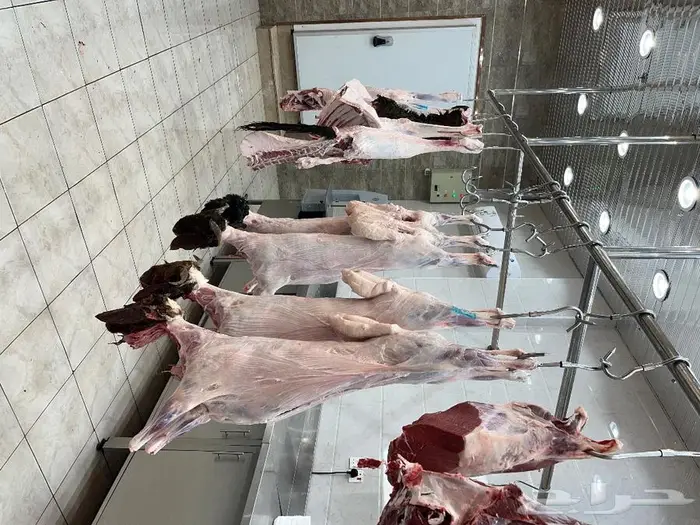 متجر ذبيحة 72