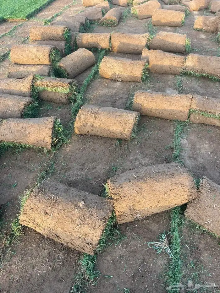 نجيل طبيعي C2000 2
