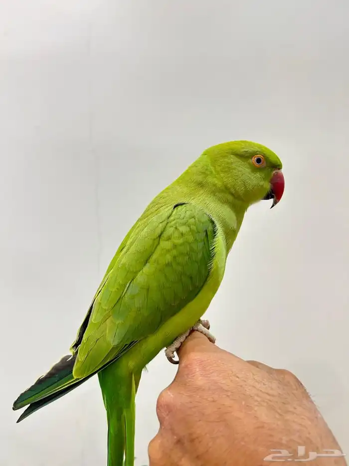 ببغاء دره قمه فالولافه تم البيع 5