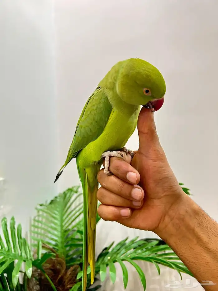 ببغاء دره قمه فالولافه تم البيع 12
