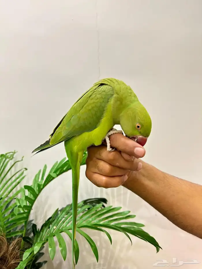 ببغاء دره قمه فالولافه تم البيع 2