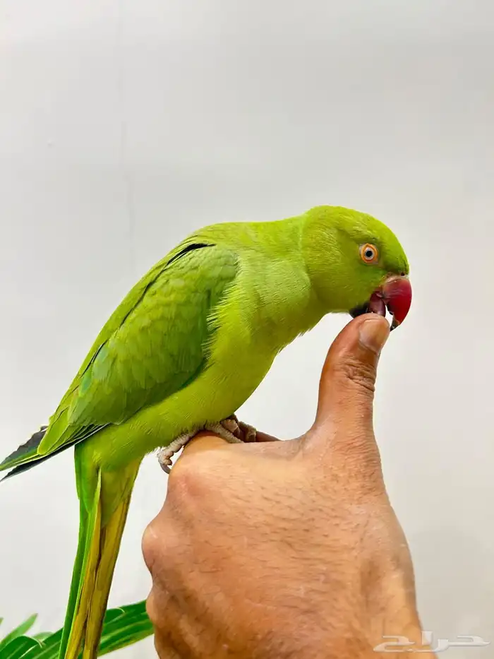 ببغاء دره قمه فالولافه تم البيع 10