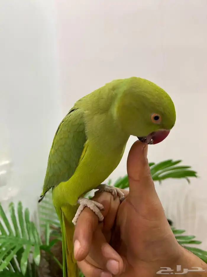 ببغاء دره قمه فالولافه تم البيع 13